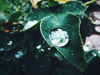 Close-up of raindrops on leaves