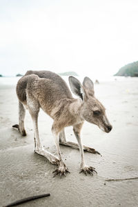 Sheep on beach