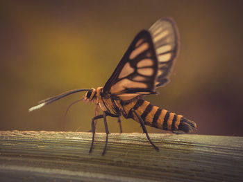 Close-up of butterfly on wood