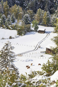 High angle view of snow covered land and trees