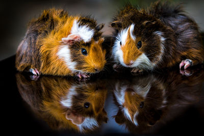 Close-up of a guinea pig reflection 