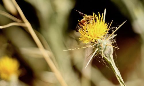 Close-up of wilted dandelion flower