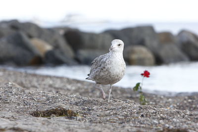 Close-up of seagull perching on rock at beach