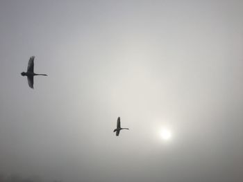 Low angle view of bird flying in sky