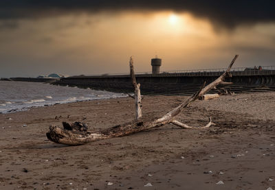 Driftwood on beach against sky during sunset