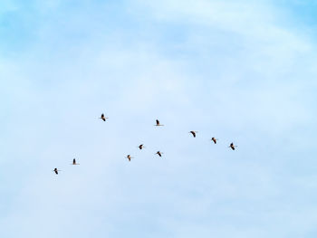 Low angle view of birds flying in sky