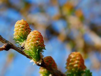 Close-up of flowers