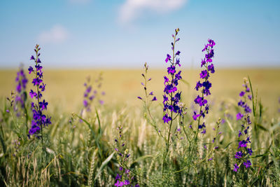 Close-up of purple flowering plants on field against sky in summer