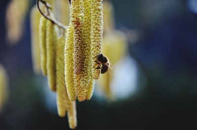 Close-up of insect on flower