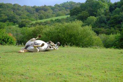 Horse lying down on grass landscape