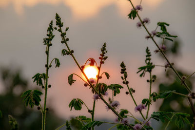 Close-up of flowering plants against sunset sky