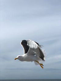 Seagull flying in the sky