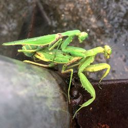 Close-up of insect on leaf