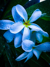 Close-up of raindrops on blue flower