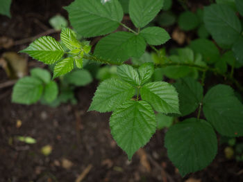 High angle view of green leaves on plant