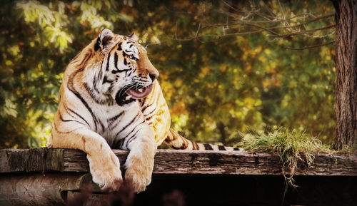 Tiger sitting on wooden structure in zoo 