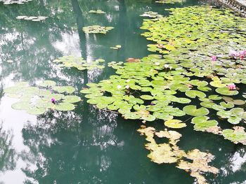 Lotus water lily leaves floating on lake