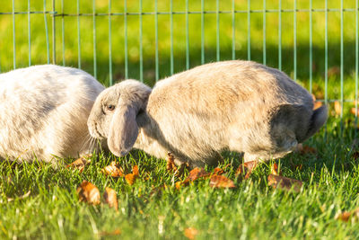 Bunny in a field