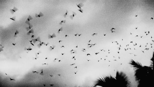 Low angle view of birds against sky