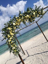 Close-up of flower tree by sea against sky