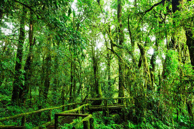 Trees growing in forest