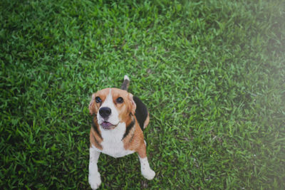 Portrait of dog standing on grass