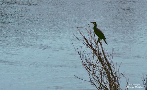 Bird perching on a sea