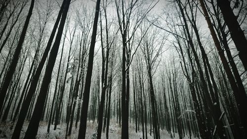 Low angle view of bamboo trees in forest