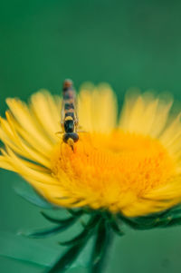 Close-up of insect on yellow flower