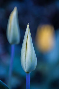 Close-up of white flowers