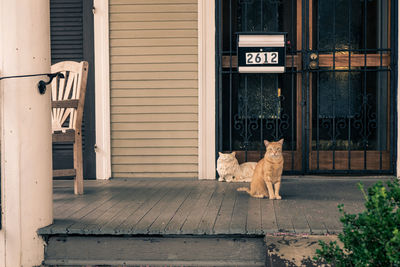 Cat sitting by wall