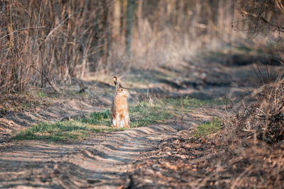 Close-up of squirrel on field