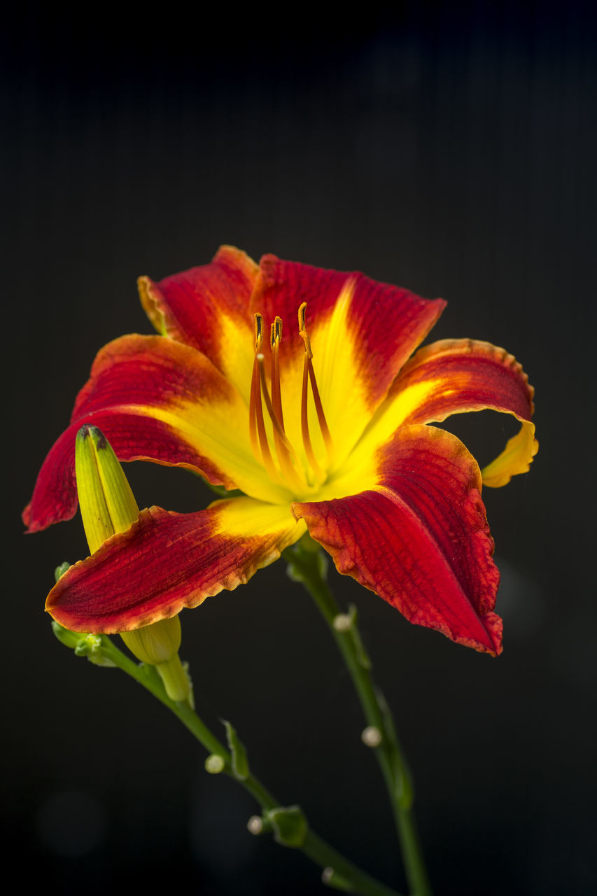 CLOSE-UP OF RED ROSE