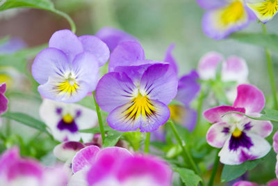 Close-up of purple flowering plants