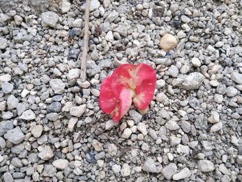 High angle view of red rose on stone