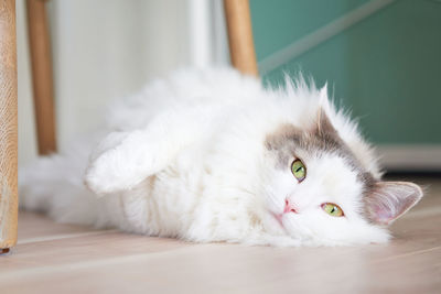 White cat relaxing on floor