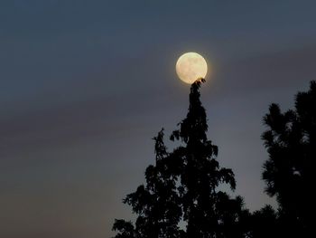 Low angle view of silhouette tree against sky at night