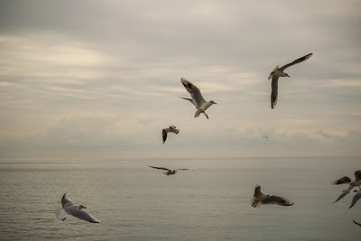 Seagulls flying over sea against sky