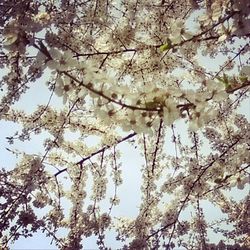 Low angle view of apple blossoms in spring