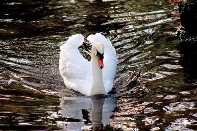 White swan in water