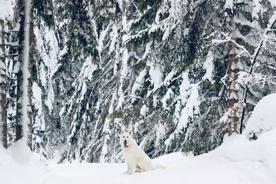 Portrait of dog sticking out tongue while sitting on snow covered field