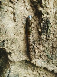 Close-up of insect on tree trunk