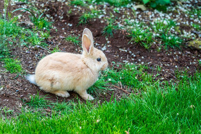 A close-up shot of a brown bunny in a yard in burien, washington.