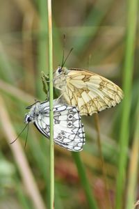 Close-up of butterfly pollinating flower