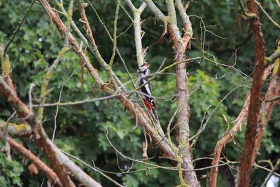 Close-up of bird perching on tree