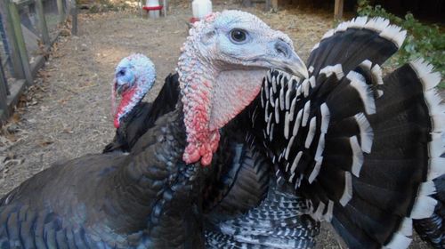 Close-up of bird in cage