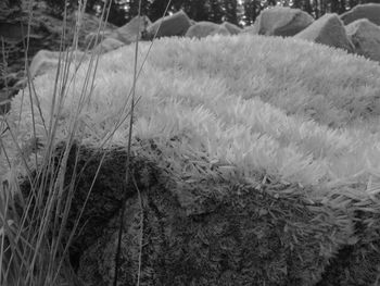 Close-up of plants growing on field