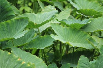 Full frame shot of leaves