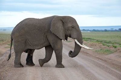 An elephant in the savannah of a national park