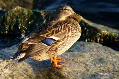 Close-up side view of a bird on rock